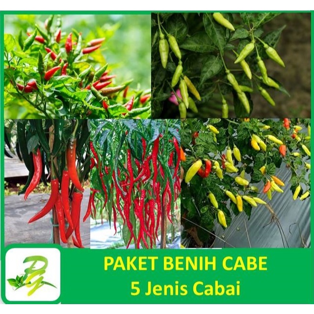 PEERINA PAKET BENIH CABE - 5 Jenis Cabai - Cabe Besar Cabe Keriting Cabe Rawit Hijau Cabe Rawit Oran