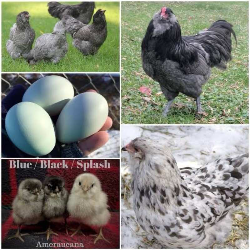 

TELUR FERTIL AYAM AMERAUCANA INDUKAN IMPORT UNTUK DITETASKAN
