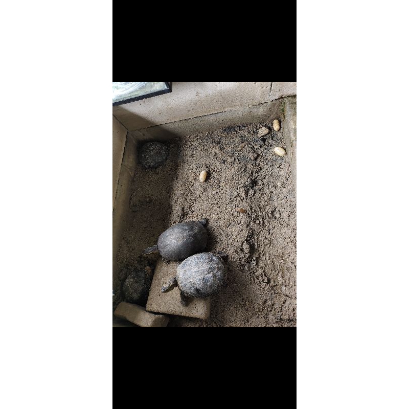 kura kura ambon indukan