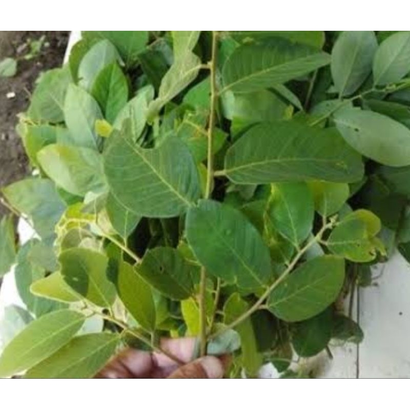 

Daun kandri segar daun kanyere segar 500 gram