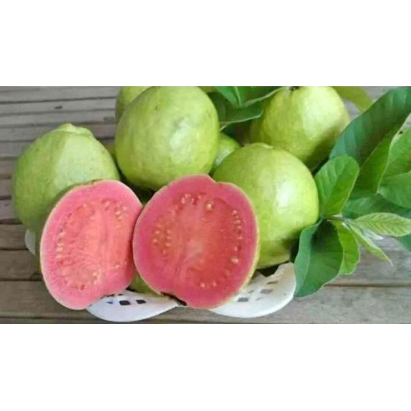 

jambu merah jus 1 kg