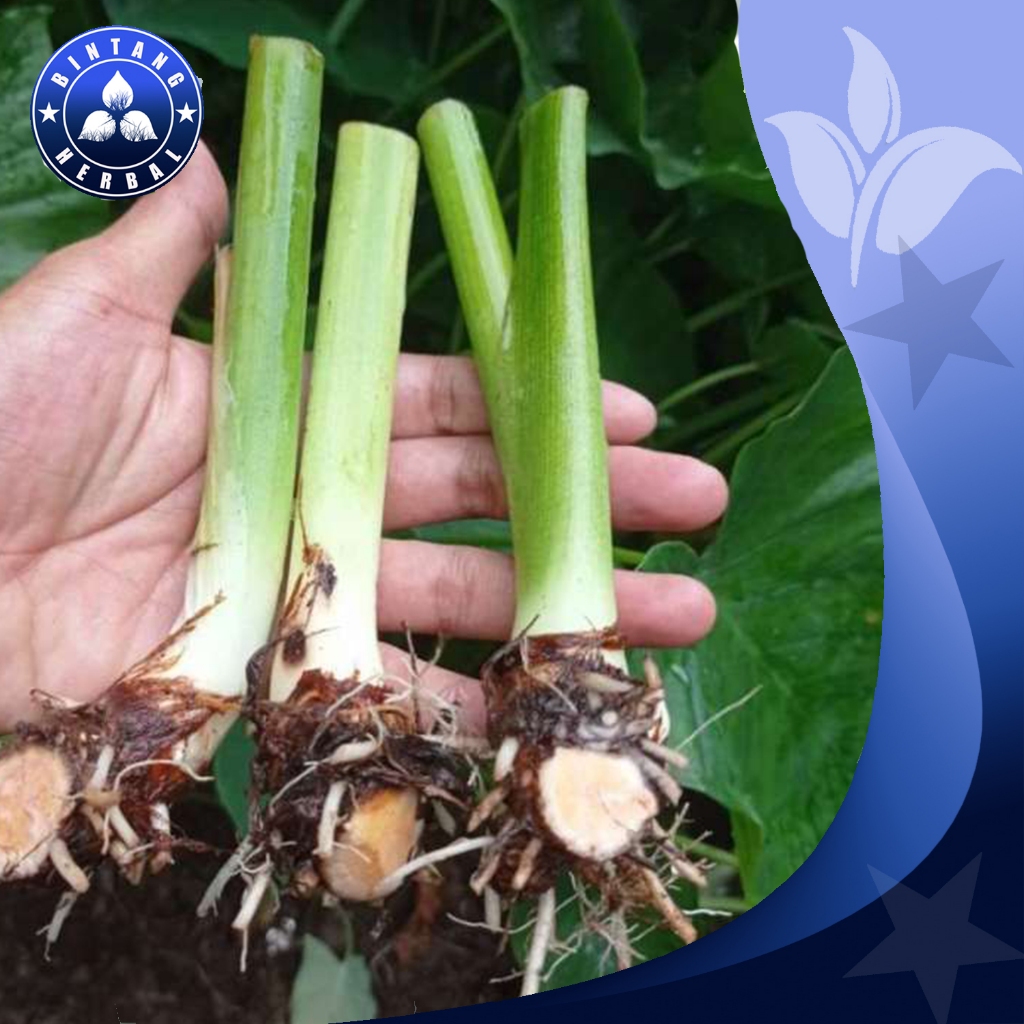 bibit talas beneng paket 1 kg isi 10 - benih talas beneng unggul - bintang herbal