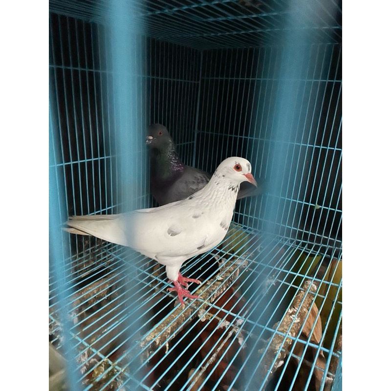 Burung Merpati Dara Sepasang