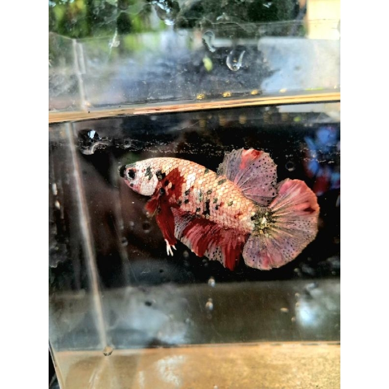 Cupang Plakat Red Koi Copper RKC / Ironman jantan sesuai foto