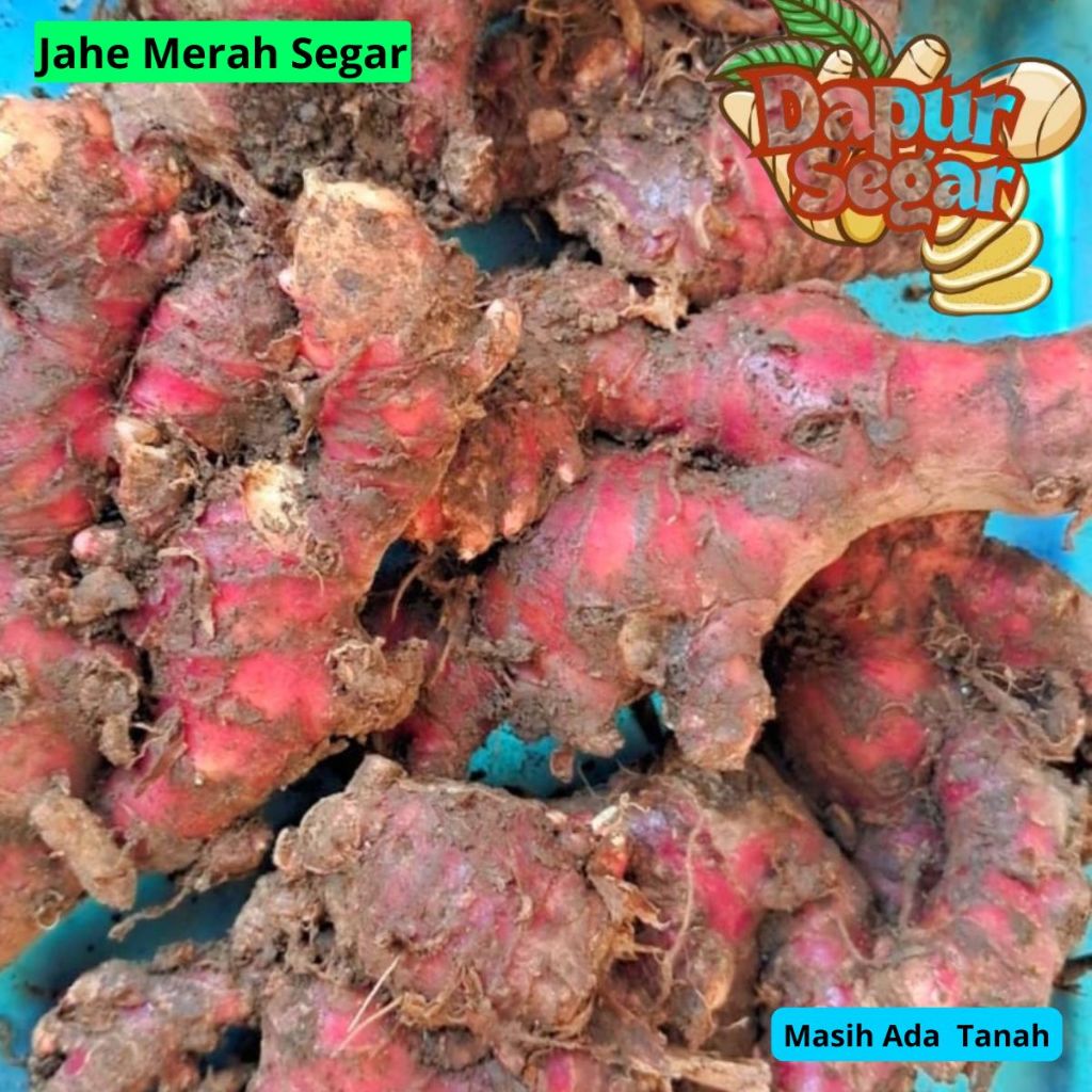 

Jahe Merah Sedang Segar 1kg