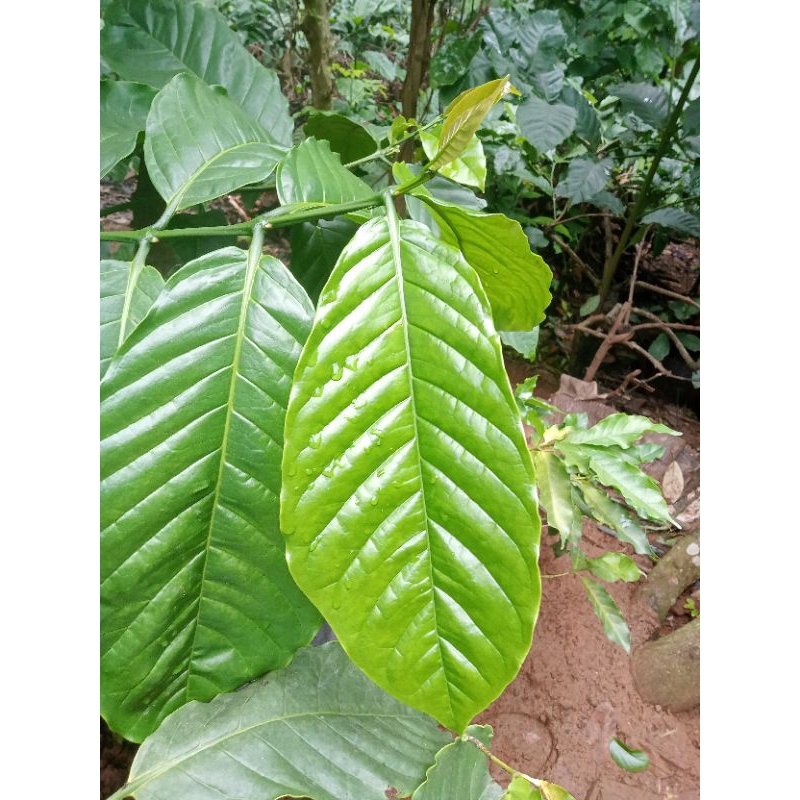 

DAUN KOPI SEGAR/DAUN KOPI MURIA/DAUN KOPI BERKUALITAS/DAUN BUAH KOPI 100GRAM