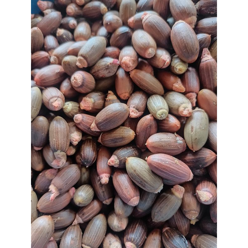 

biji melinjo / biji tangkil
