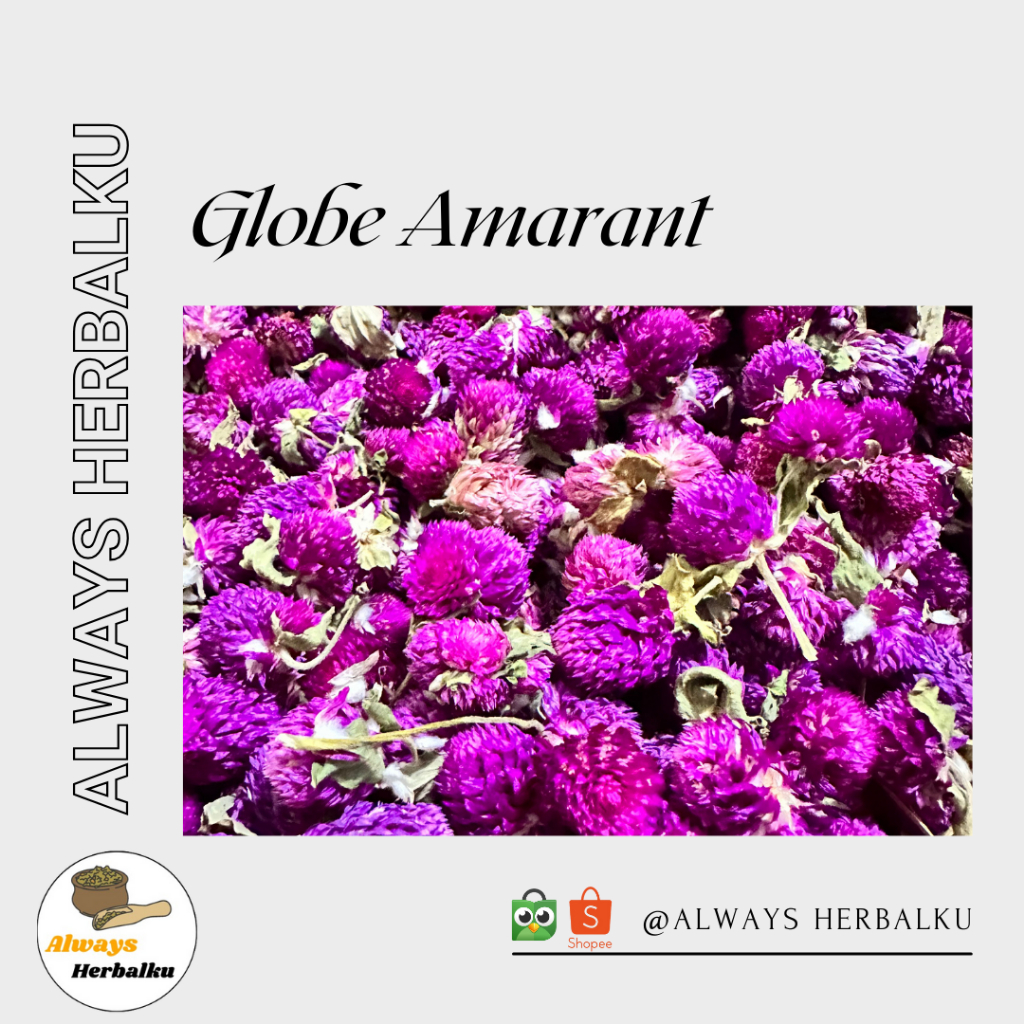 

Globe amarant / bunga jamur / bunga gulma / gomphrena globosa (500gr)