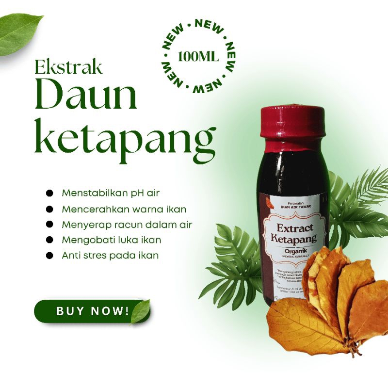 Ekstrak daun Ketapang 100ml