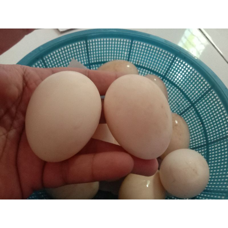 Telur Entok Rambon badan bongsor betina badan oval