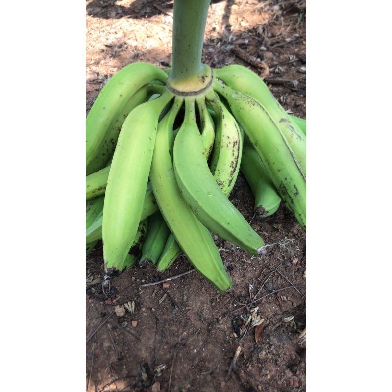 

Pisang tanduk/byar asli gunung muria