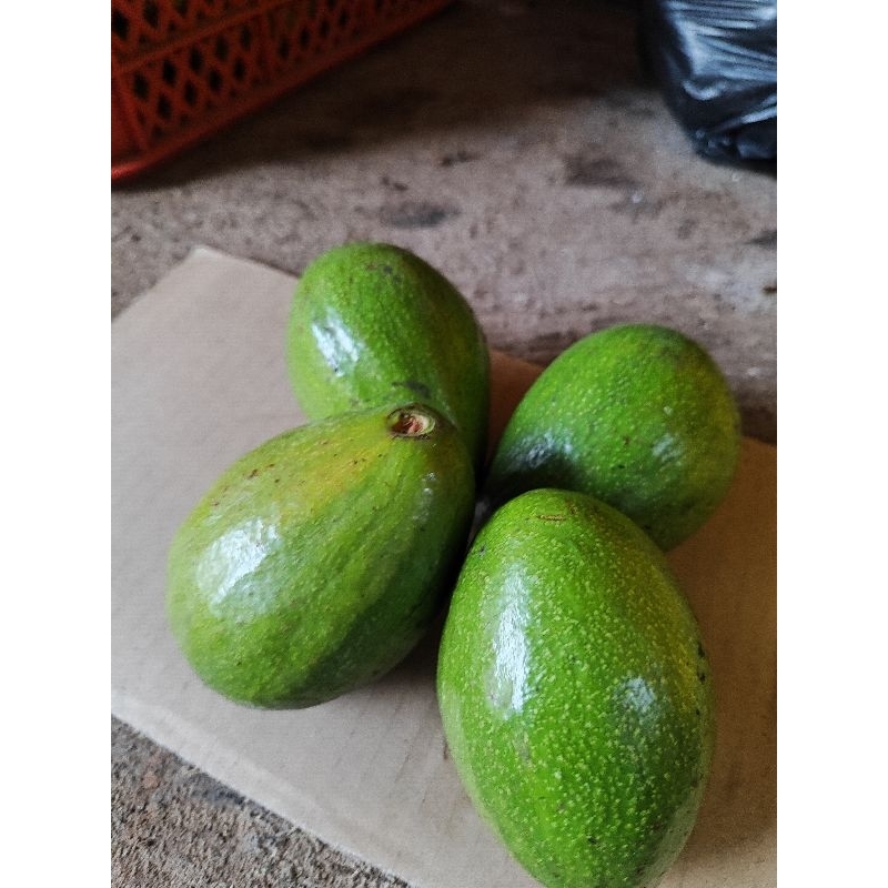 

ALPUKAT MENTEGA 1KG ISI 4-6