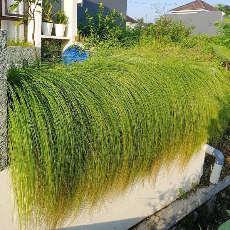 Tanaman Hias Ekor Kuda Tanaman Alang-alang Ekor Kuda