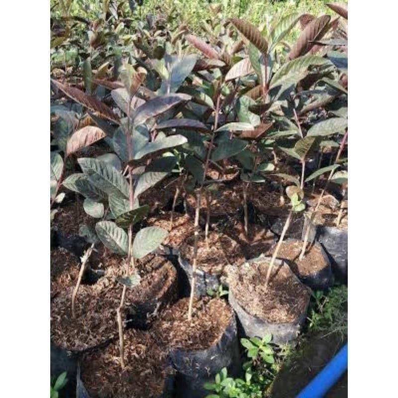 TANAMAN BIBIT JAMBU KRISTAL AUSTRALIA (MERAH)