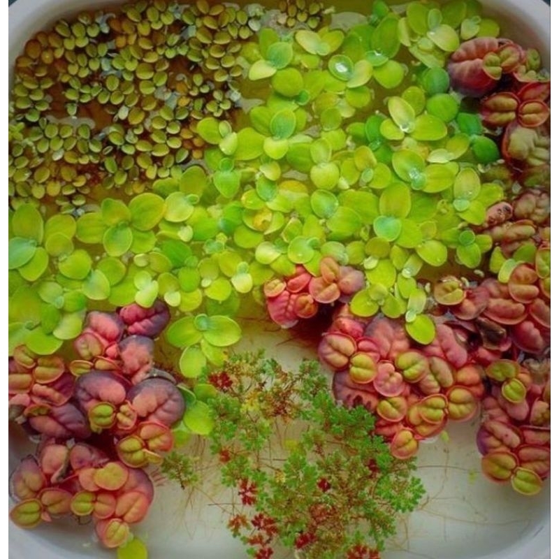 Az1 Azolla MIX Tanaman Air Apung Frogbit, Apu Apu, Mata lele, Lemna minor, Wolffia, Mix 8 jenis se p