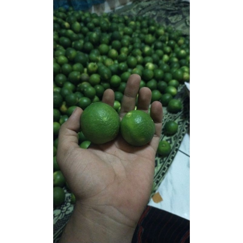 

Jeruk nipis 1kg siap kirim