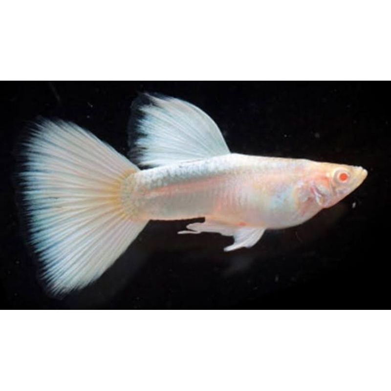 

Packing Styrofoam ( Albino Full White )