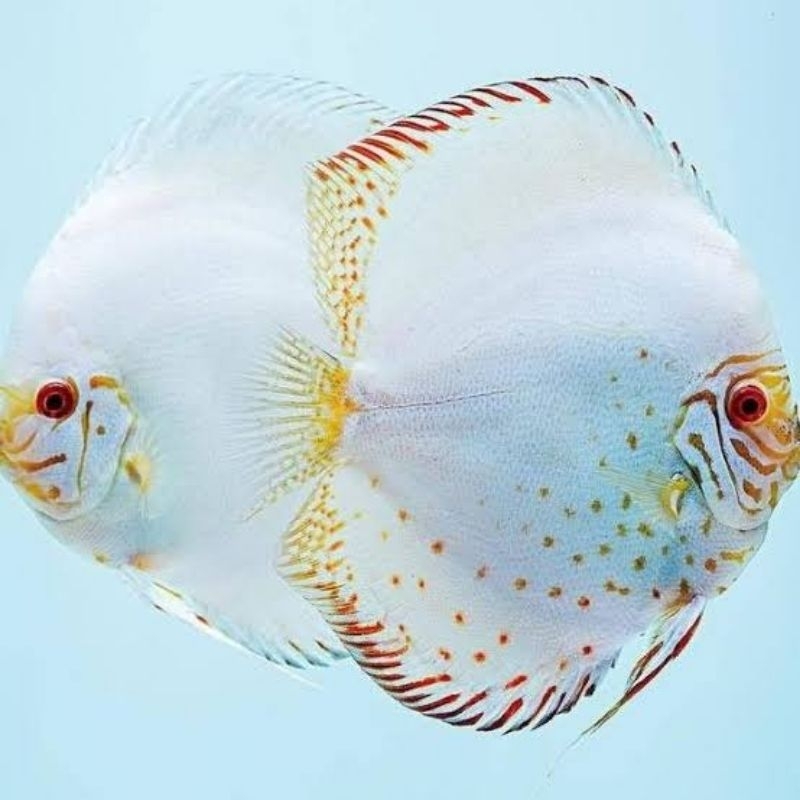 

Soliter Aquarium Discus White Buturfly