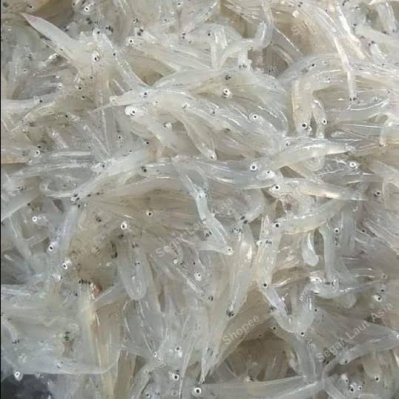 

IKAN TERI NASI BASAH MPASI FROZEN -+ 250GR - LAUKKU IKAN