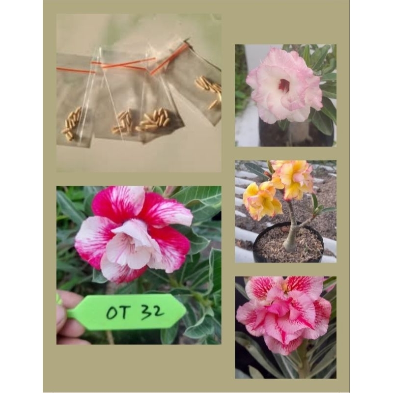 Paket Biji Adenium