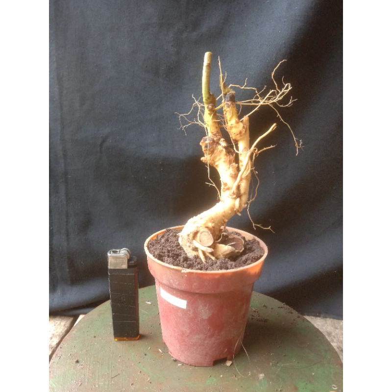 bahan bonsai serut dongkelan meliuk unik untuk mame