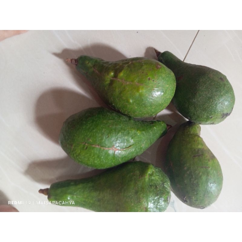 

alpukat mentega merah 1kg isi 4