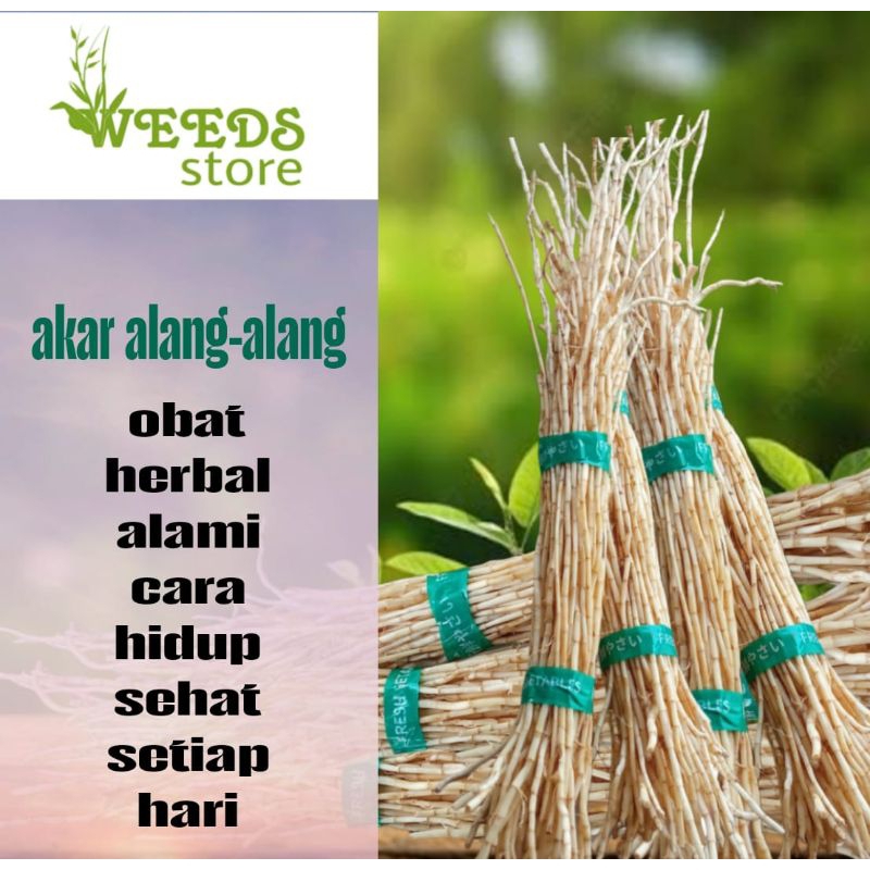 

Alang alang segar 500 gram asli hasil alam