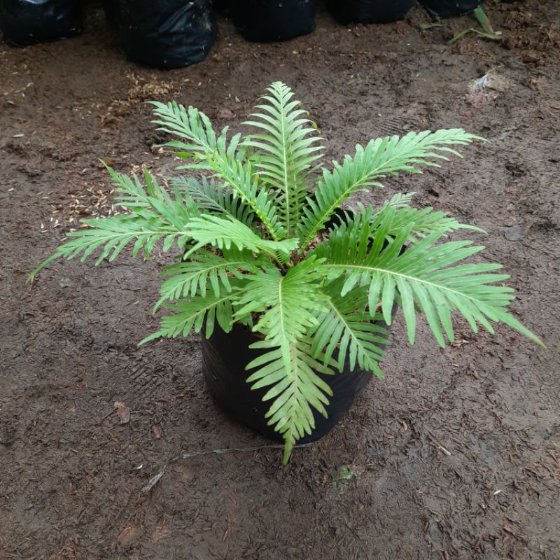 TANAMAN PAKIS HUTAN / PAKIS JIBUM