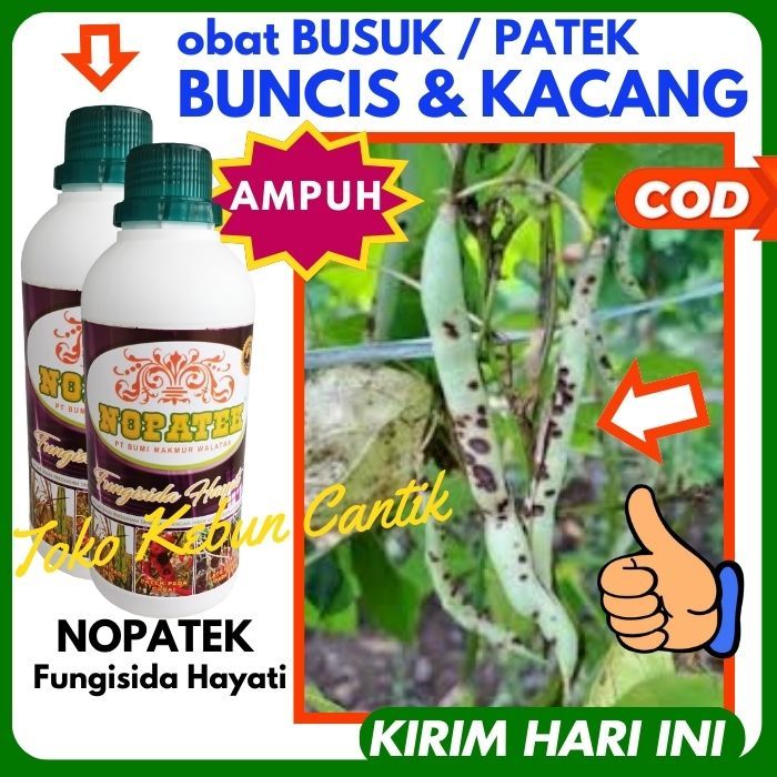 HARGA GROSIR. NOPATEK 500ML untuk Atasi BUSUK BUNCIS dan Kacang, Penyakit Layu Fusarium pada Tanaman