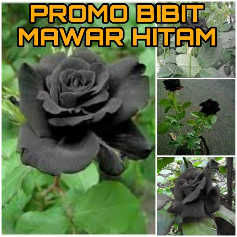PROMO BIBIT MAWAR HITAM
