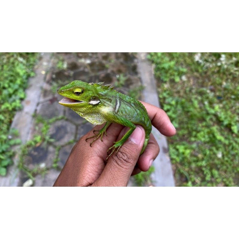 bunglon surai ( reptile murah untuk pemula)