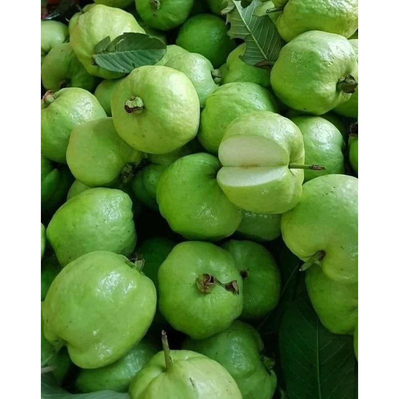 

Jambu Kristal