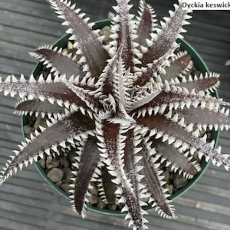 Tanaman Bromelia Dyckia Keswick (Unik Import) / Sukulen Dyckia / Kaktus Dyckia