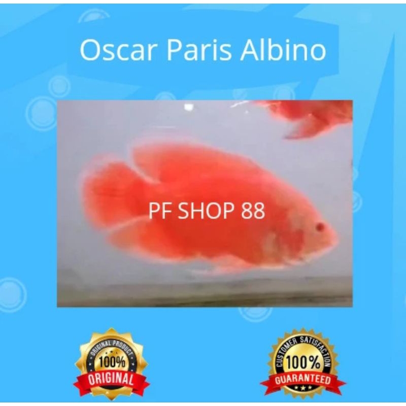 Ikan Hias Oscar Oskar Paris Albino