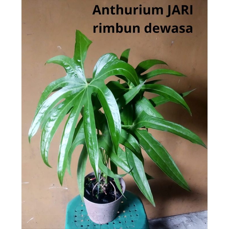 Anthurium Kuping Gajah & Anthurium Jari