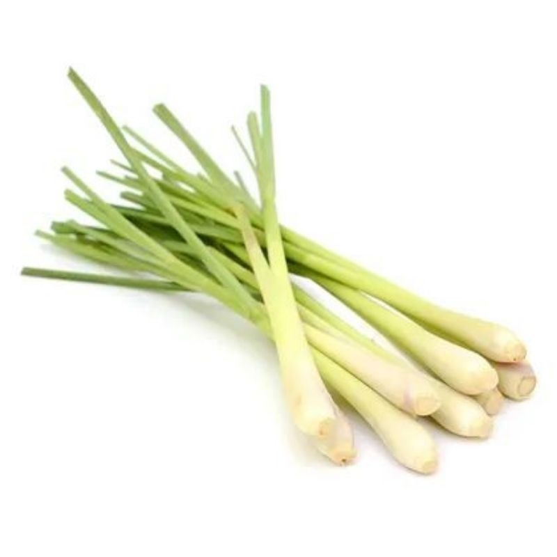 

Serai dapur 2pcs - Surabaya