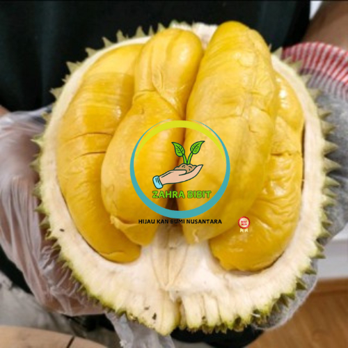 Bibit Durian Musang King Asli Okulasi