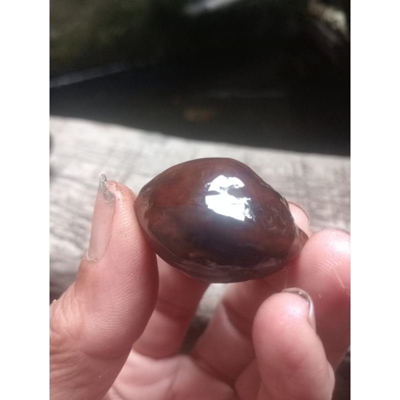 Muncang kemiri Jayanti aduan super