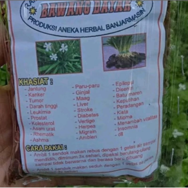 TERLARIS HERBAL BAWANG DAYAK KALIMANTAN. BAWANG DAYAK ASLI