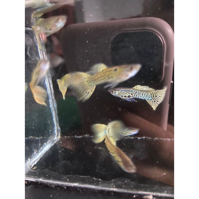 

guppy yellow lace murah pasangan induk skotlet