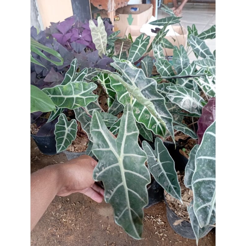 Tanaman Hias Keladi Amazon Tanaman Keladi Amazon