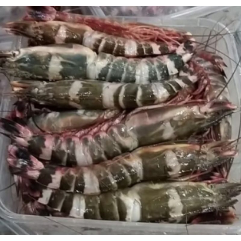 

udang windu /udang Tiger AK:25-30 berat 900+1000