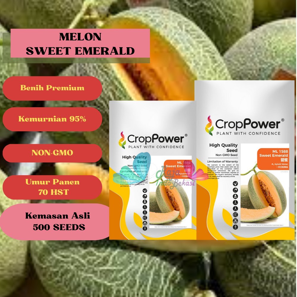 ORI BENIH F1 MELON SWEET EMERALD BIJI MELON PREMIUM EKSLUSIF SWEET NET BIBIT MELON LONJONG  MANIS