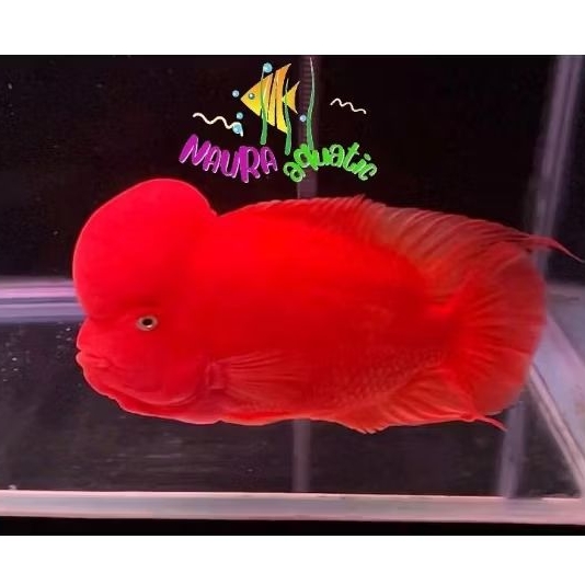 Naura aquatic srm louhan lohan red monkey perlengkapan aquarium