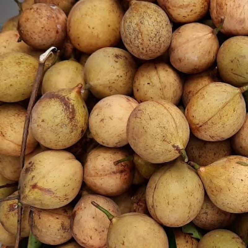 

Buah Pala Seger 1kg/buah pala untuk bahan manisan/buah pala super stamina