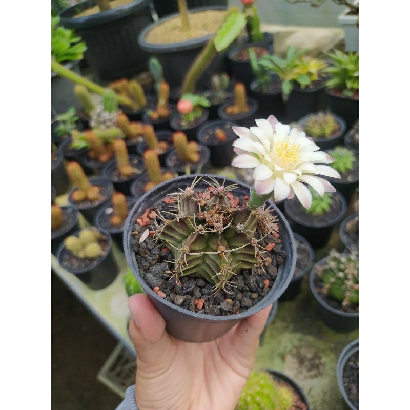 kaktus gymnocalcium mihanovichii
