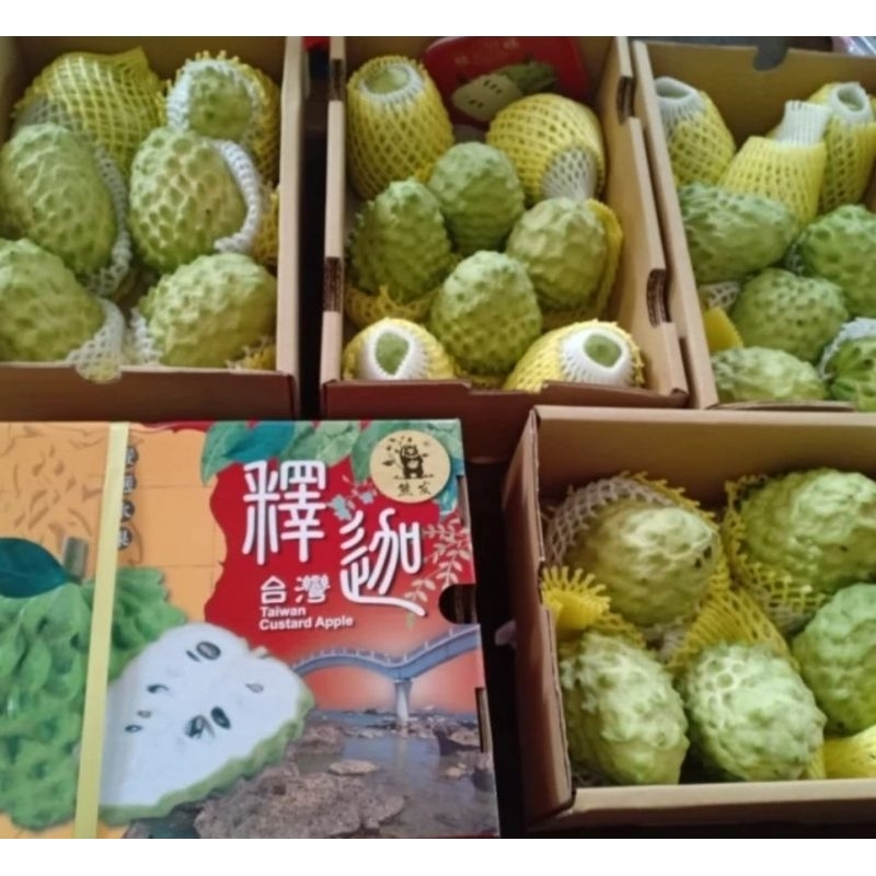 

Buah Srikaya Jumbo Taiwan Super 6 Kg / box