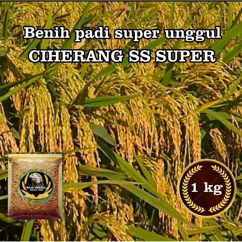 BENIH PADI CIHERANG SS KUALITAS SUPER UNGGUL KEMASAN 1KG