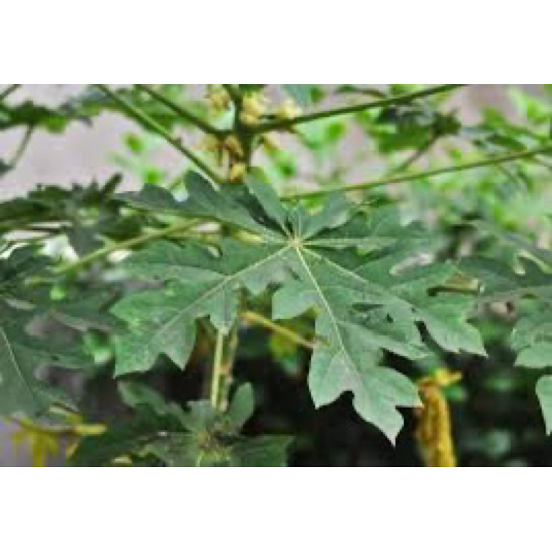 

daun pepaya 1 kg