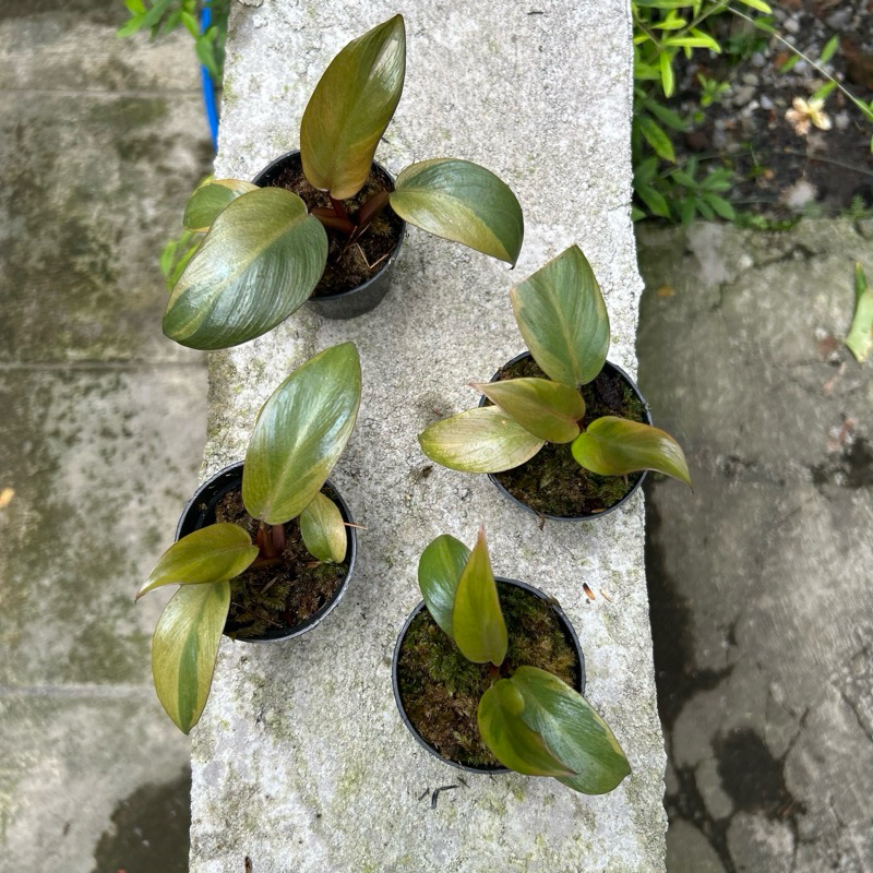 Philodendron Black Cardinal Variegata Besar